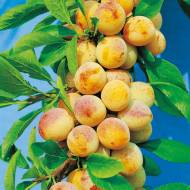 Саджанець Слива колоновидна Мірабель